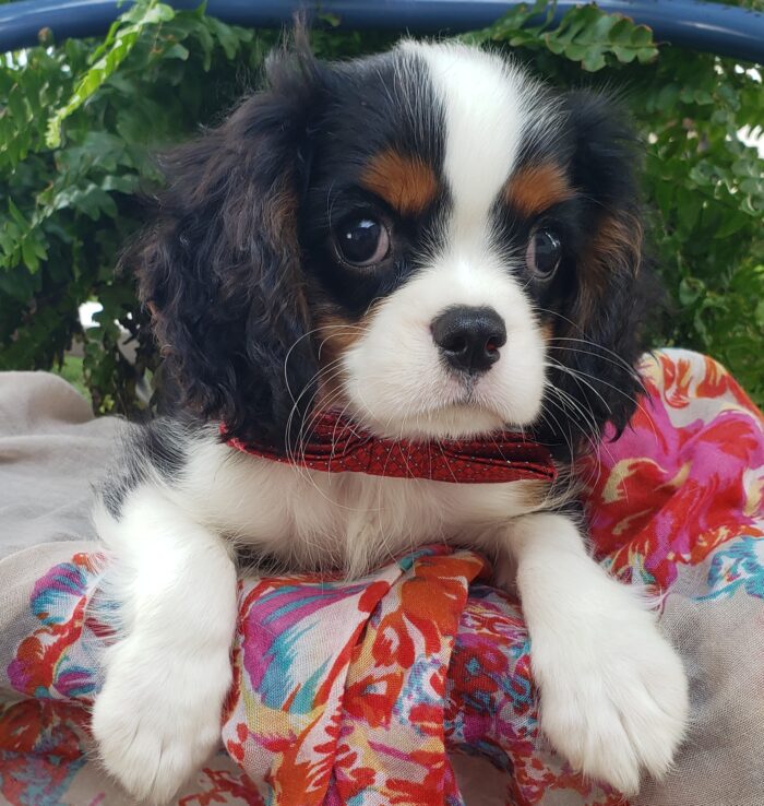 Brenda and Colten’s puppies! Born April 27th 2020. 1girl 1 boy King Charles cavaliers Blossom